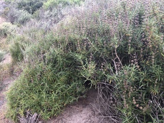 Salvia brandegeei