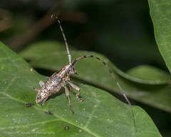 Acalolepta permutans