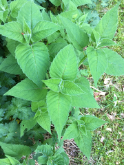 Monarda × medioides