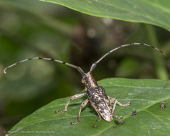 Acalolepta permutans