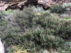Salvia brandegeei