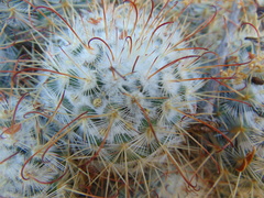 Mammillaria bombycina