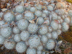 Mammillaria bombycina