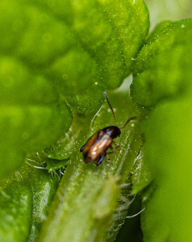 Mint Flea Beetle