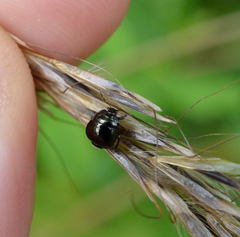 Coptosoma scutellatum