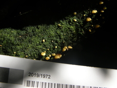 Crepidotus parietalis