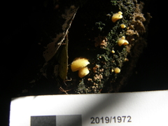 Crepidotus parietalis