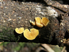 Crepidotus parietalis