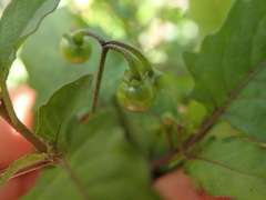 Solanum opacum