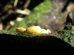 Crepidotus parietalis