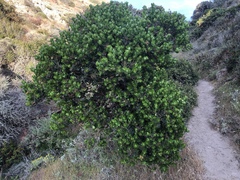 Arctostaphylos confertiflora
