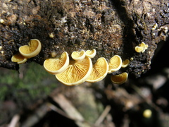 Crepidotus parietalis