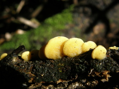Crepidotus parietalis