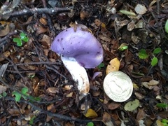 Cortinarius porphyroideus