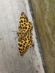 Epobeidia tigrata tigrata