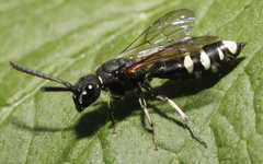 Sapyga martinii