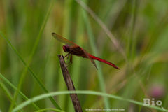 Libellula needhami