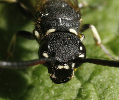 Sapyga martinii