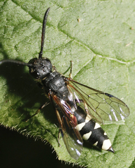 Sapyga martinii