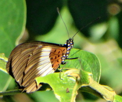 Acraea aganice aganice