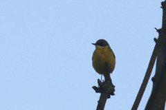 Motacilla flava thunbergi