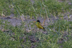 Motacilla flava thunbergi