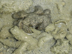 Pilumnus vespertilio