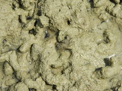 Pilumnus vespertilio