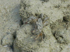 Pilumnus vespertilio