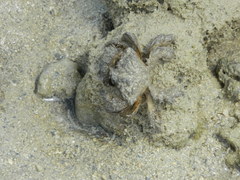 Pilumnus vespertilio