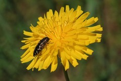 Acmaeodera retifera
