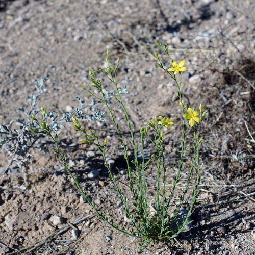 Image of Menodora scabra by (c) Andrew Tree, some rights reserved (CC BY)