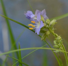 Polemonium occidentale