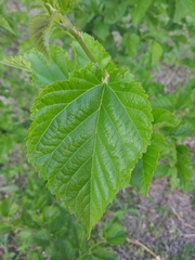 Morus nigra