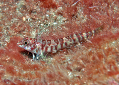 Kermadec Triplefin photo 2