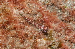 Kermadec Triplefin photo 3