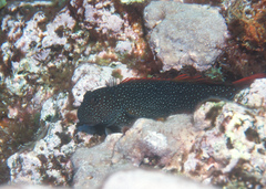 White-Dotted Blenny photo 5