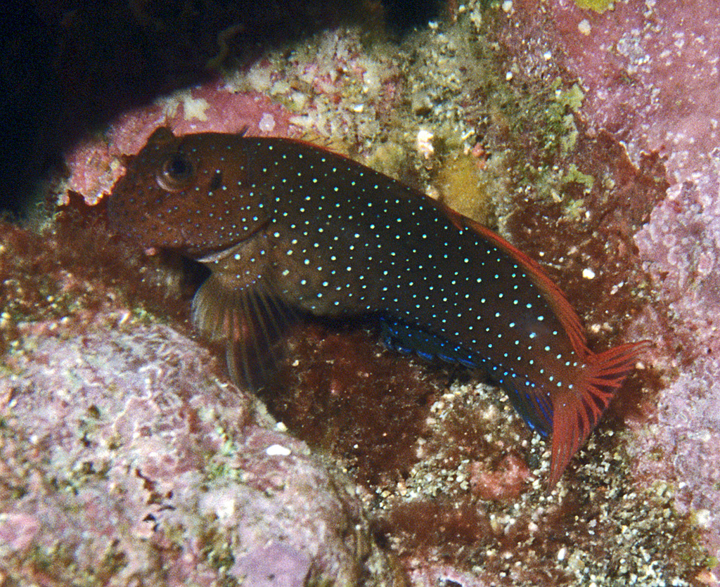 White-Dotted Blenny