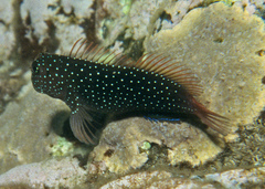 White-Dotted Blenny photo 2