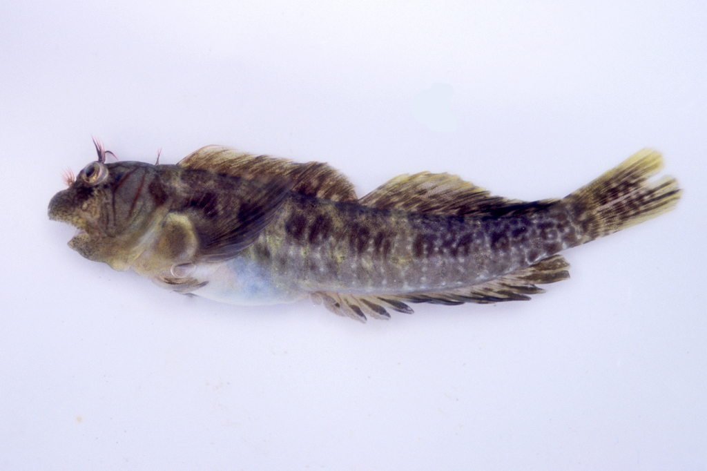 Pacific Rockskipper