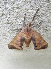 Marumba echephron