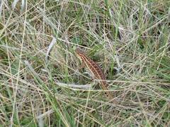 Sceloporus subniger