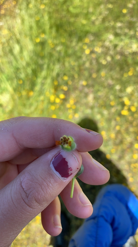 iNaturalist observation photo of Blow Wives