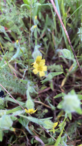 iNaturalist observation photo of grassy tarweed
