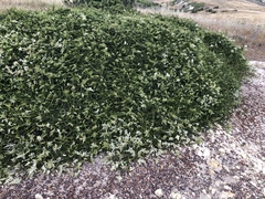 Adenostoma fasciculatum prostratum