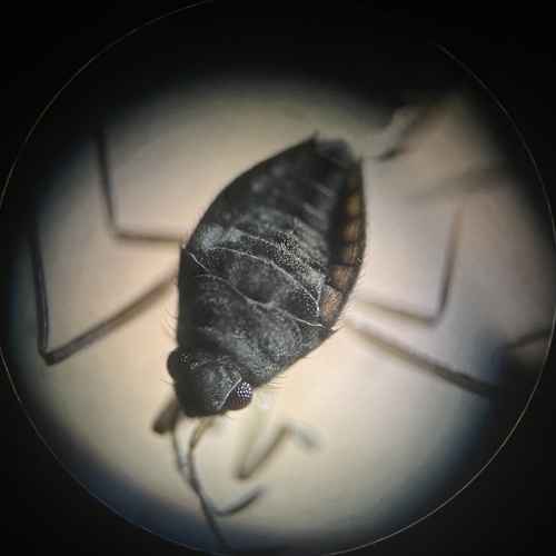 Husseyella turmalis