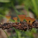 Sclerotinia veratri - Photo (c) Justin Paulin, some rights reserved (CC BY), uploaded by Justin Paulin