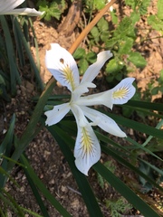 Iris chrysophylla