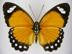 Euphaedra hybrida