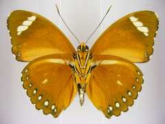 Euphaedra hybrida